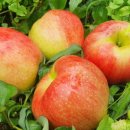 오복농장 이미지