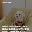 노원N동물의료센터 | 슬개골 수술 후 십자인대 파열, 맞춤형 CTWO로 재교정, 노원강북동물병원, N동물의료센터 노원점