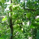 그린토피아 이미지