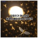 인섹트 파워 | 올여름도 팅커벨동양하루살이 대란? 원인부터 퇴치법까지 완벽 정리
