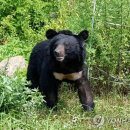 당진 곰 사육 농장서 곰 1마리 탈출…수색 중 이미지