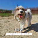 광주125 | 경기 광주 강아지 호텔링 데이케어 1000평 천연잔디 호텔훈트 소형견 후기
