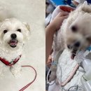 광장동물병원 이미지