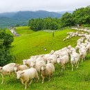 들꽃목장 이미지