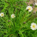 민들레2농장 이미지