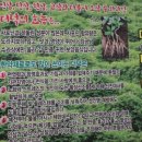 더덕솥뚜껑삼겹살서문점