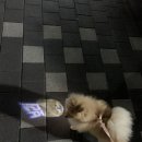 패션펫플