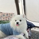 [텐트] 일년 사용해보고 작성하는 사계절 동계에도 사용가능한 솔로텐트 로티캠프 제로스트 S2