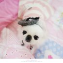 강아지그림 이미지