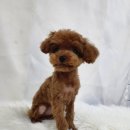 마리애견미용실 이미지