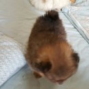 위드독스 이미지