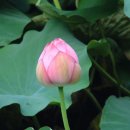 나무와 해(海) 이미지