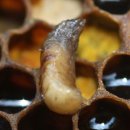꿀벌 바이러스, 치명적인 바로아 응애 동료 -- 논문 이미지