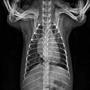 서현동물병원 이미지