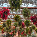 설악가든리조텔식당 | 가평 아이랑 실내 가볼만한곳 베고니아새정원 입장료 할인과 식당 유모차 정보