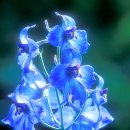 꽃들의 향연 이미지