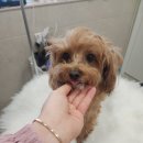 화려하개 이미지