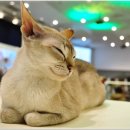 개냥이 세계 이미지