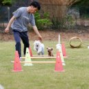 태안군, 10월 ‘댕댕이랑 태안 가는 달’ 선보인다(서산태안신문) 이미지