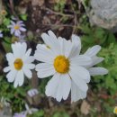 구절초로 이미지