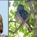 새들(鳥類)의 노래＜7＞ 이미지