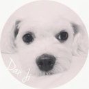 빠박이 애견미용 이미지