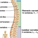 엠에스피지컬 이미지