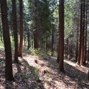 편백향기 이미지