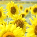 교동면 난정저수지 | 강화 교동 가볼만한곳 교동도 난정해바라기정원 난정리 해바라기 축제