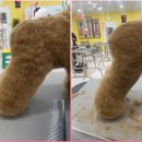 스케치애견미용학원 네이버블로그