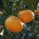 천지연주차장 이미지