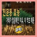 충청도(생)약초 | 천문동 효능과 부작용 먹는법 가이드라인