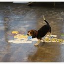 이재룡의 뭉개뭉개유치원 이미지