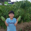 오해피팜 네이버블로그