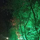 4월5일 금요일 6시30분 양재천 야간 벚꽃 트레킹 결산 이미지