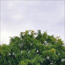 은행나무로 이미지