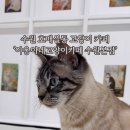 야옹이네 고양이카페 네이버블로그