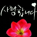 한솔사 Daum카페