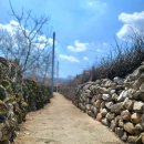 군위군부계면대율보건진료소 | 군위 한밤마을 봄꽃구경 산수유 목련 살구꽃 돌담길 대구 팔공산 근교 가볼만한곳