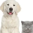 24시김승현외과동물메디컬센터 이미지