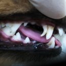 서울한빛동물병원 이미지