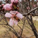 복사꽃공원 이미지