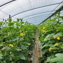 진아농장 이미지