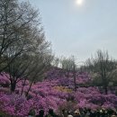 [10편] 2026년4월4일 토요일 부천 원미산 진달래 축제장엘 다녀와서! 이미지