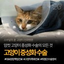 그루밍140 | 암컷 고양이 중성화 수술 후기, 비용부터 관리 방법까지 총정리