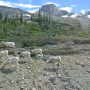 카나다 록키 (콜롬비아 아이스필드(Columbia Icefield), 스카이워크) 이미지