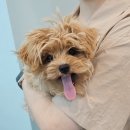 보드레 애견미용실 이미지