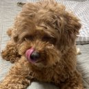 초코퍼피 애견미용실 이미지