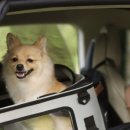 프리미엄캔넬 이미지