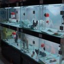 도그월드 이미지